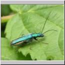 Oedemera nobilis - Scheinbockkaefer w04.jpg